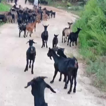 本地黑山高山散养，肉质鲜嫩，你想要的货随时联系