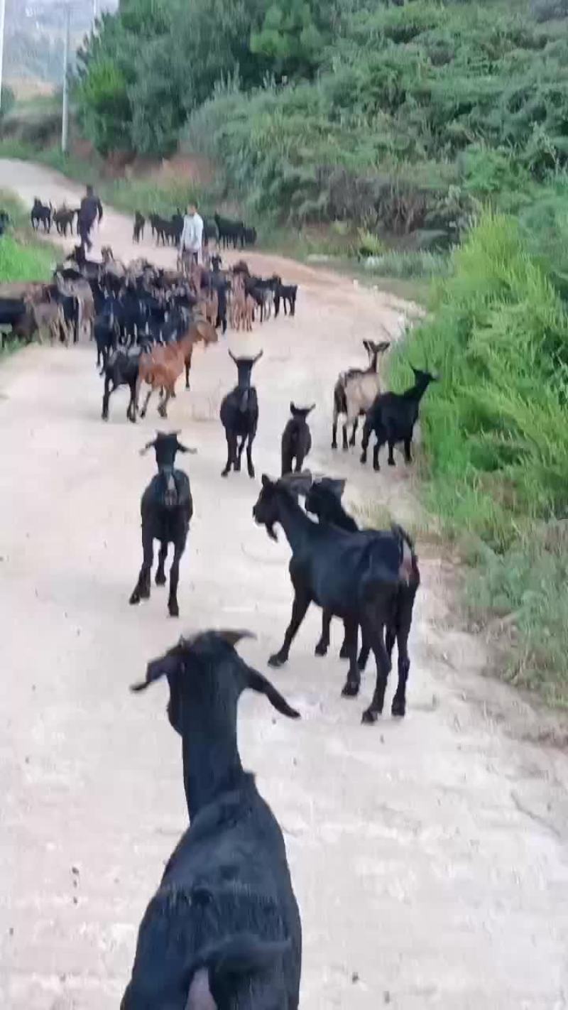 本地黑山高山散养，肉质鲜嫩，你想要的货随时联系