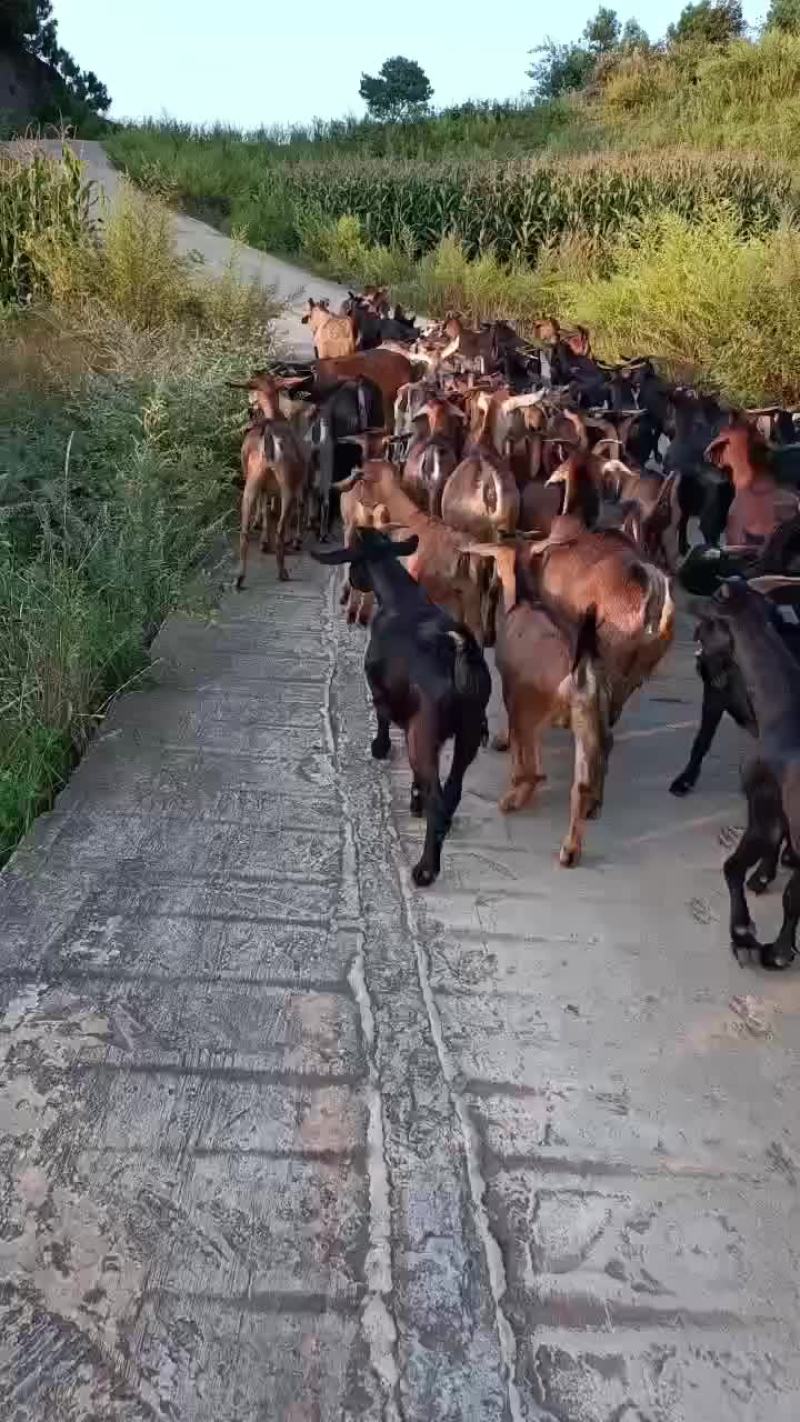本地黑山高山散养，肉质鲜嫩，你想要的货随时联系