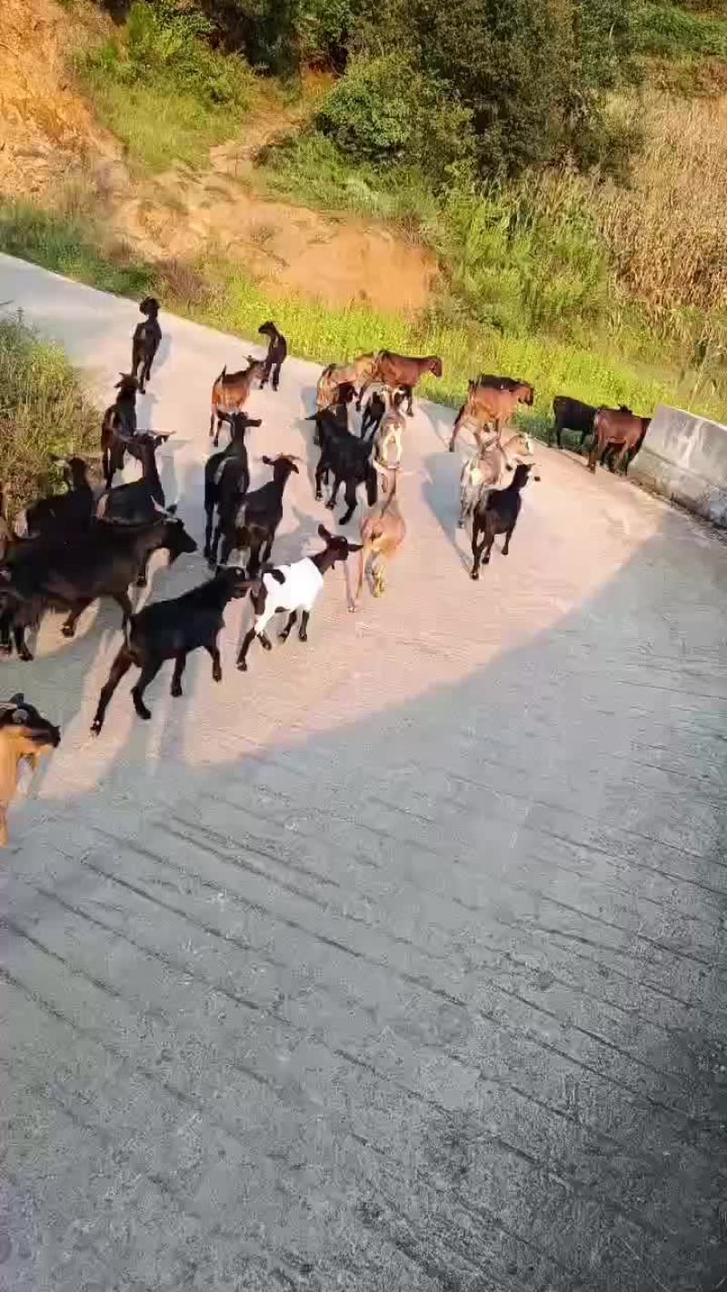 本地黑山高山散养，肉质鲜嫩，你想要的货随时联系
