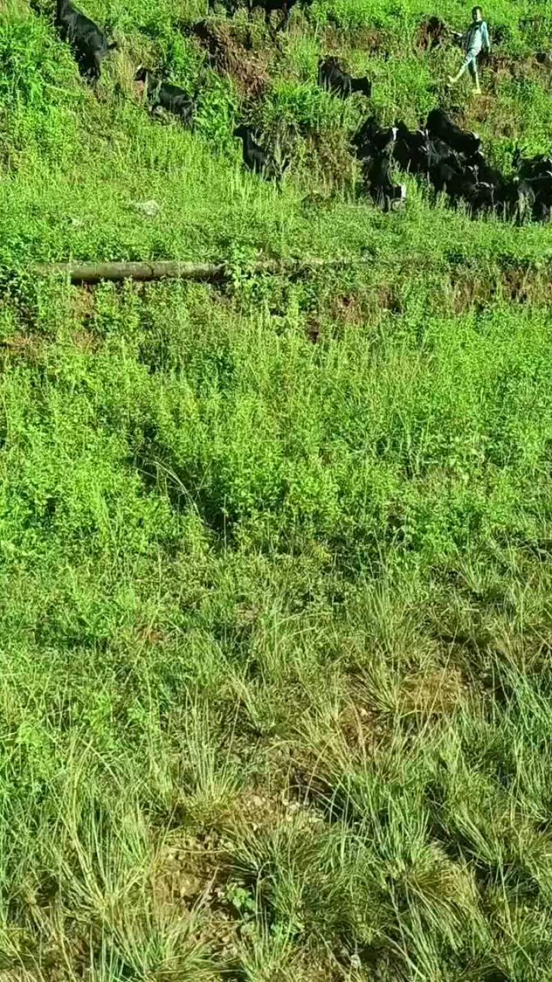 本地黑山高山散养，肉质鲜嫩，你想要的货随时联系