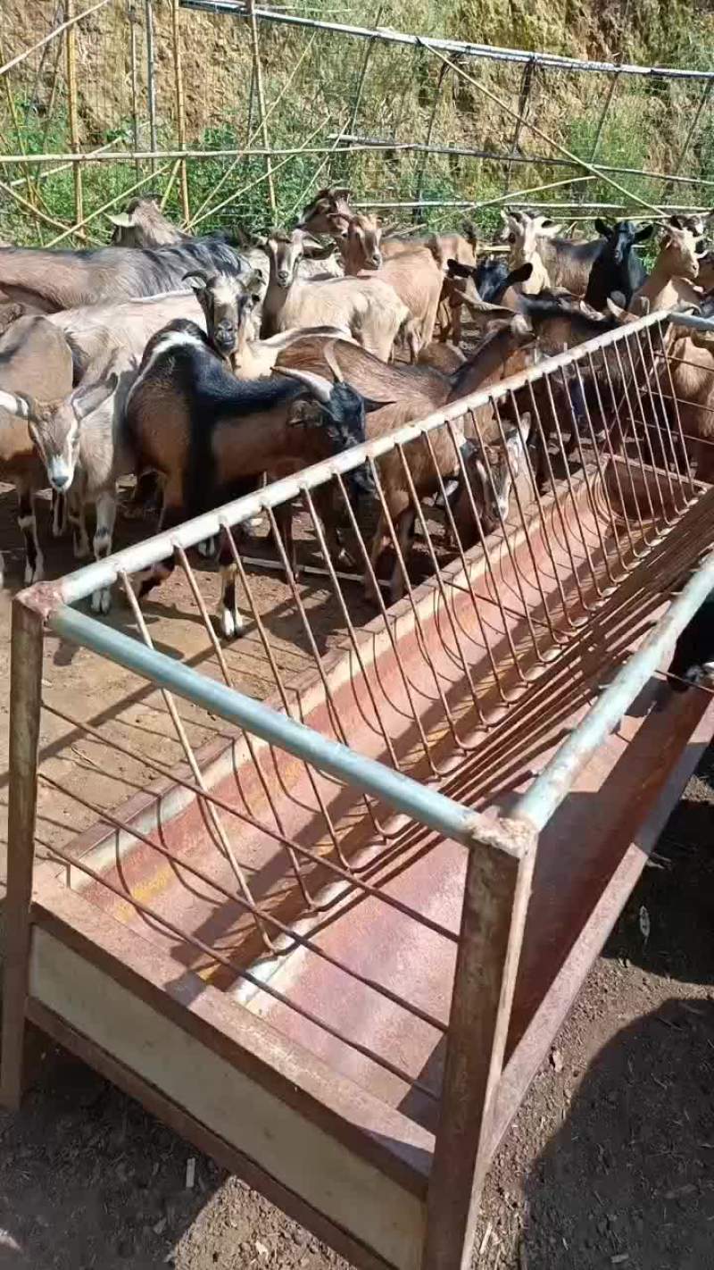 本地黑山高山散养，肉质鲜嫩，你想要的货随时联系