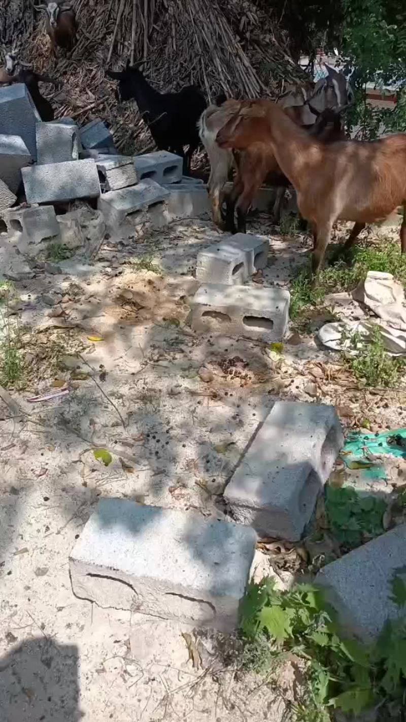 本地黑山高山散养，肉质鲜嫩，你想要的货随时联系