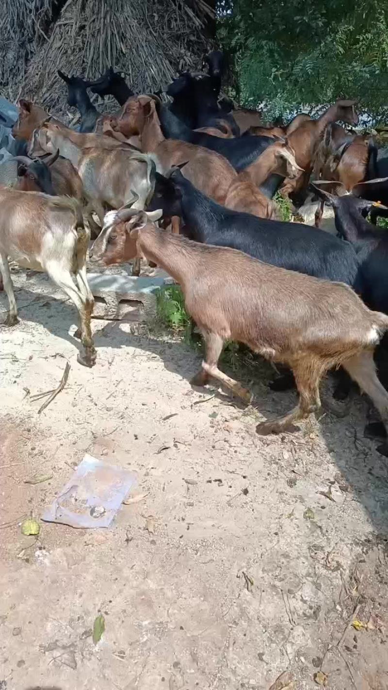 本地黑山高山散养，肉质鲜嫩，你想要的货随时联系