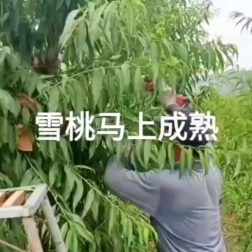 山东肥城雪桃