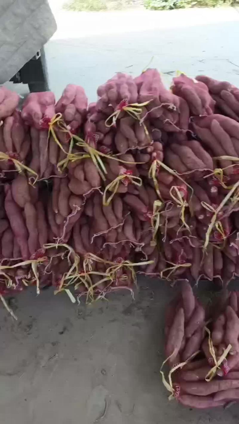 精品一指香板栗薯