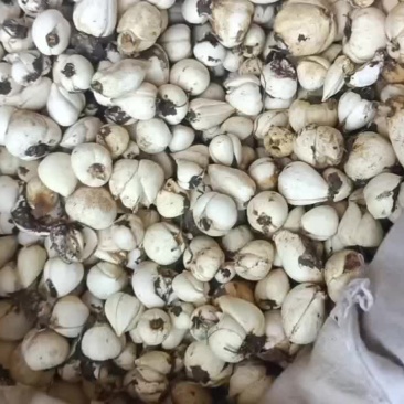 贝母