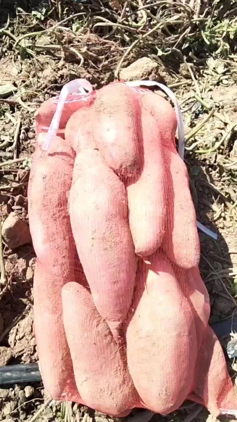 龙九红薯