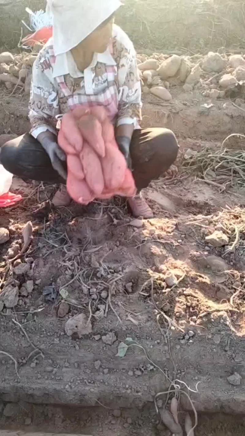 龙九红薯