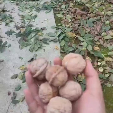 核桃，皮薄肉多
