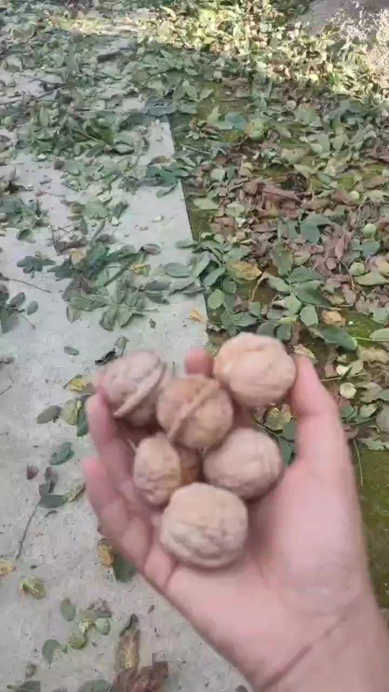 核桃，皮薄肉多