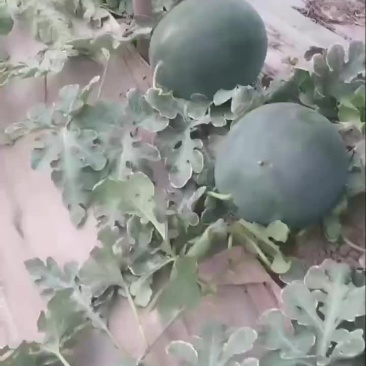 西瓜