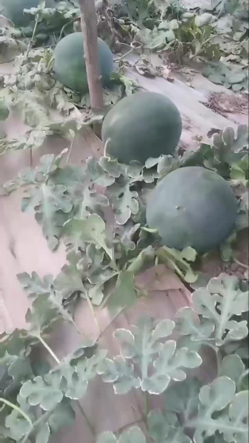 西瓜