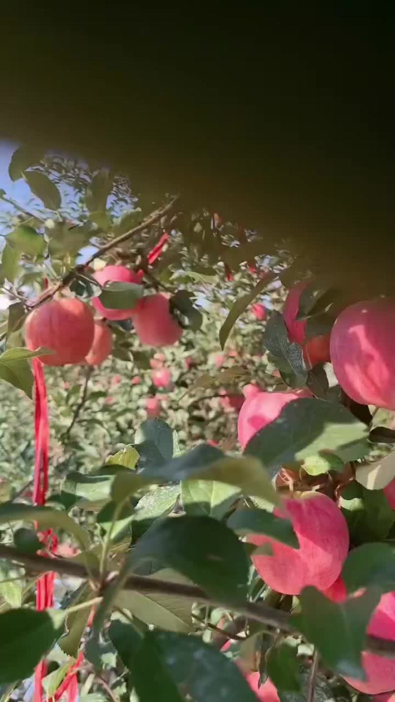 辽宁岳阳红苹果现在有七千斤