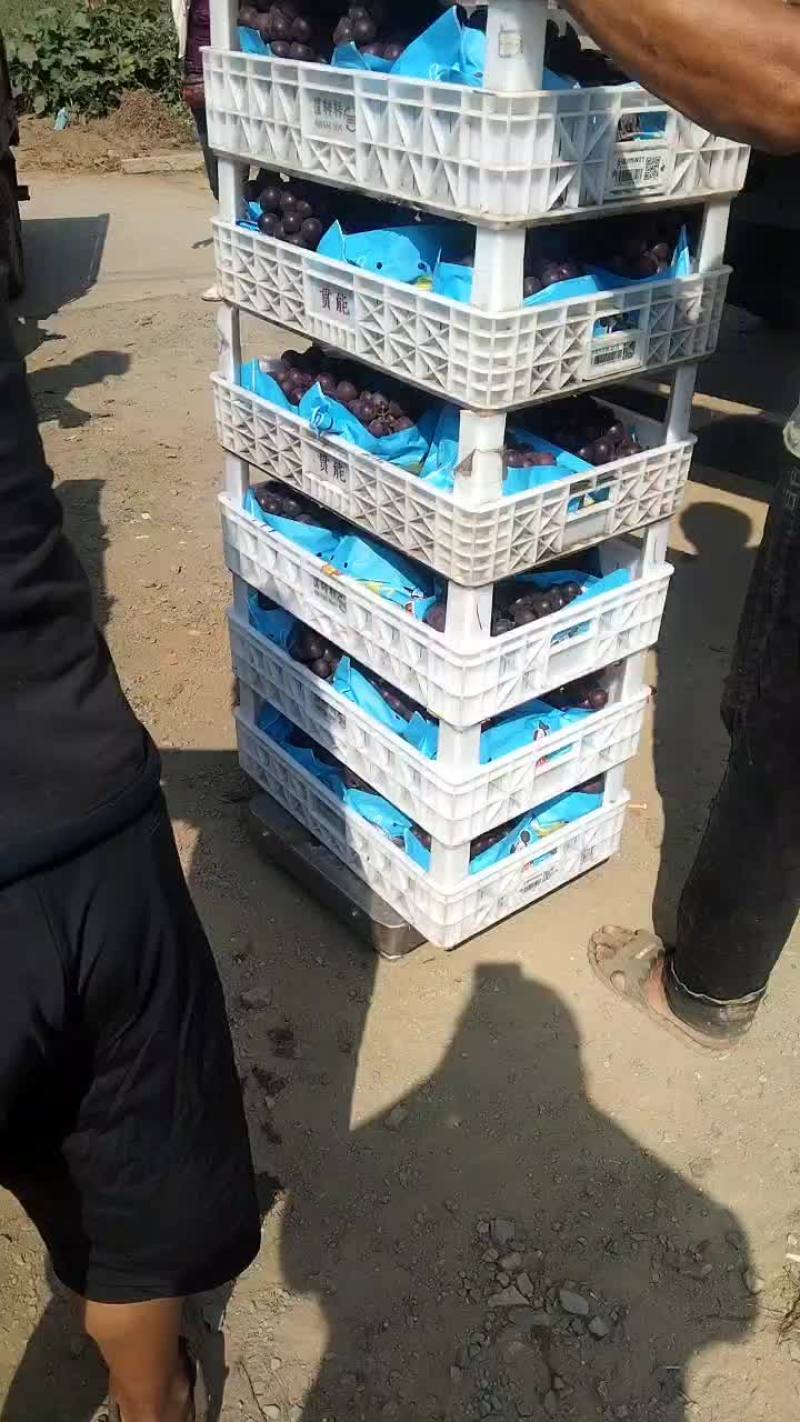 巨峰葡萄大量有货