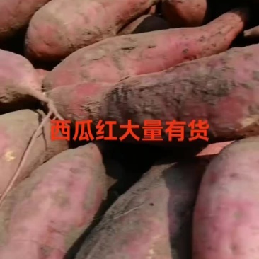 西瓜红，商薯，大量现货，