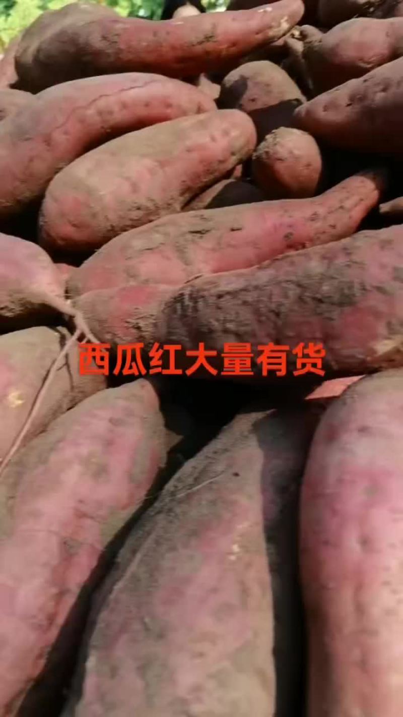 西瓜红，商薯，大量现货，