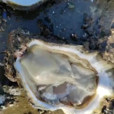 生蚝