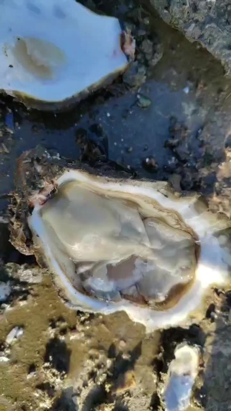 生蚝