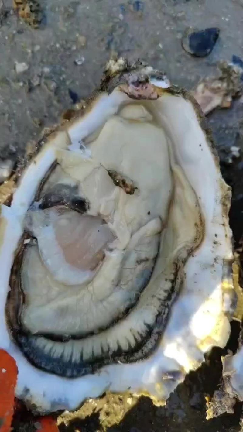生蚝