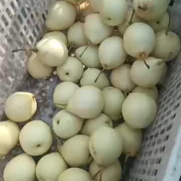 河北赵县小鸭梨批发五毛
