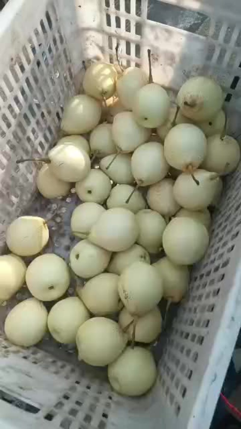 河北赵县小鸭梨批发五毛