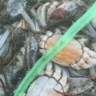 螃蟹，微山湖大闸蟹