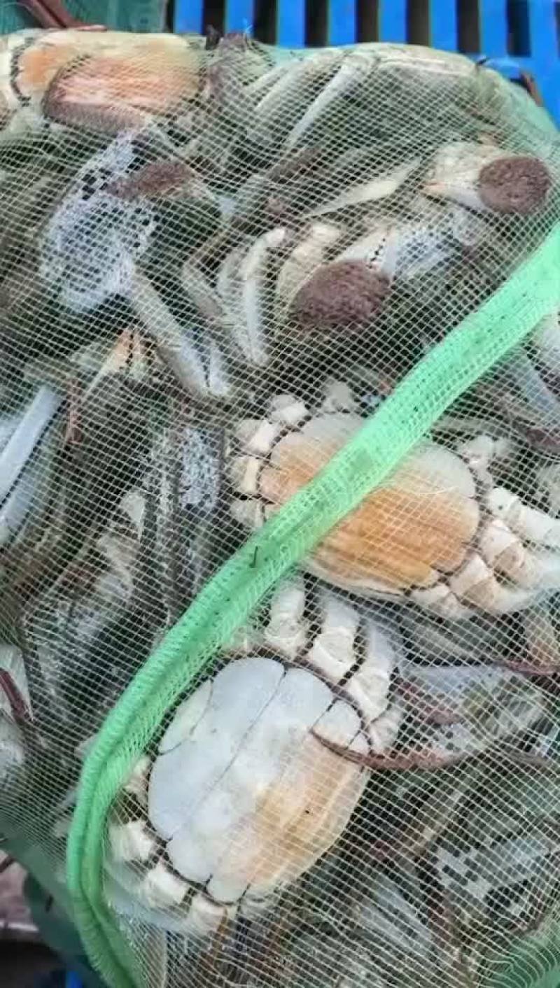 螃蟹，微山湖大闸蟹