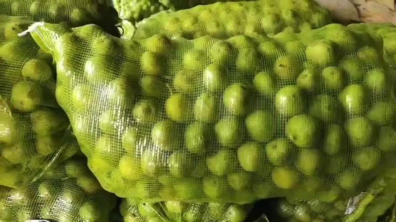 山西青皮核桃50起步手摘果随时供应各地客商