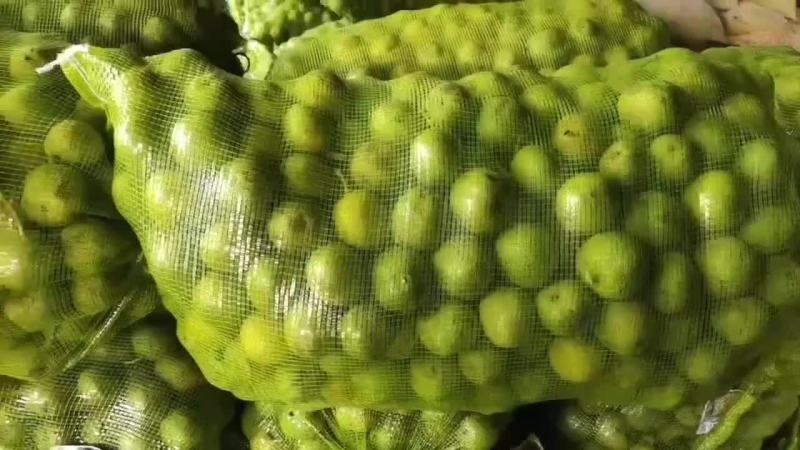 山西青皮核桃50起步手摘果随时供应各地客商