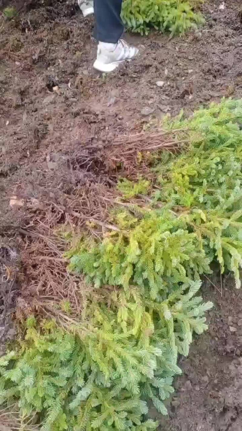 云杉小苗裸根，高山云杉小苗