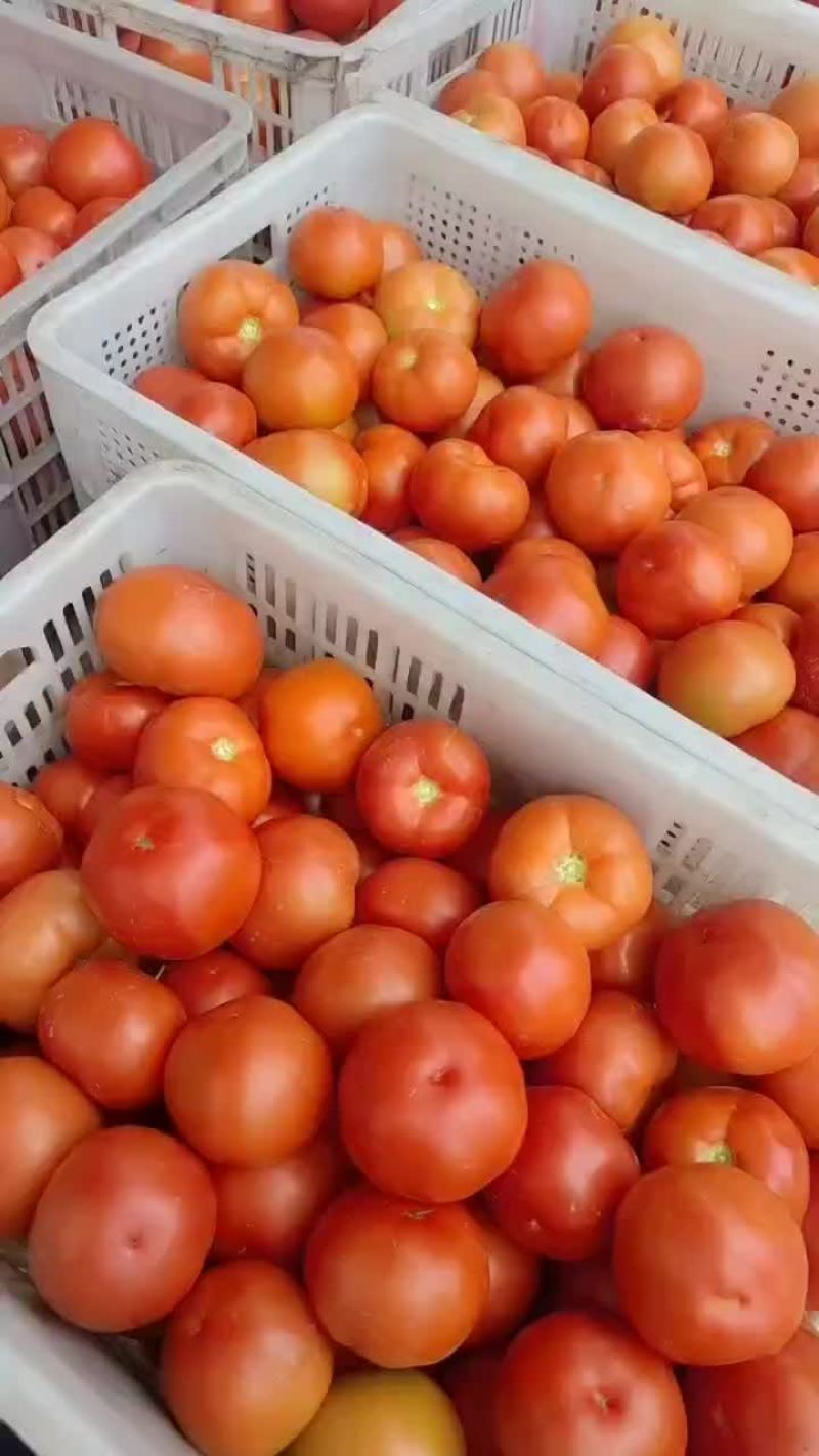 西红柿