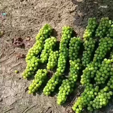 辽宁阳光玫瑰葡萄