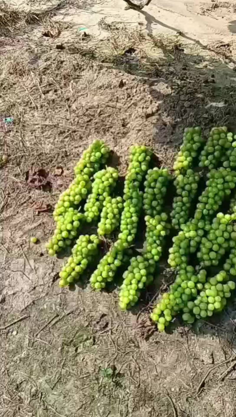 辽宁阳光玫瑰葡萄