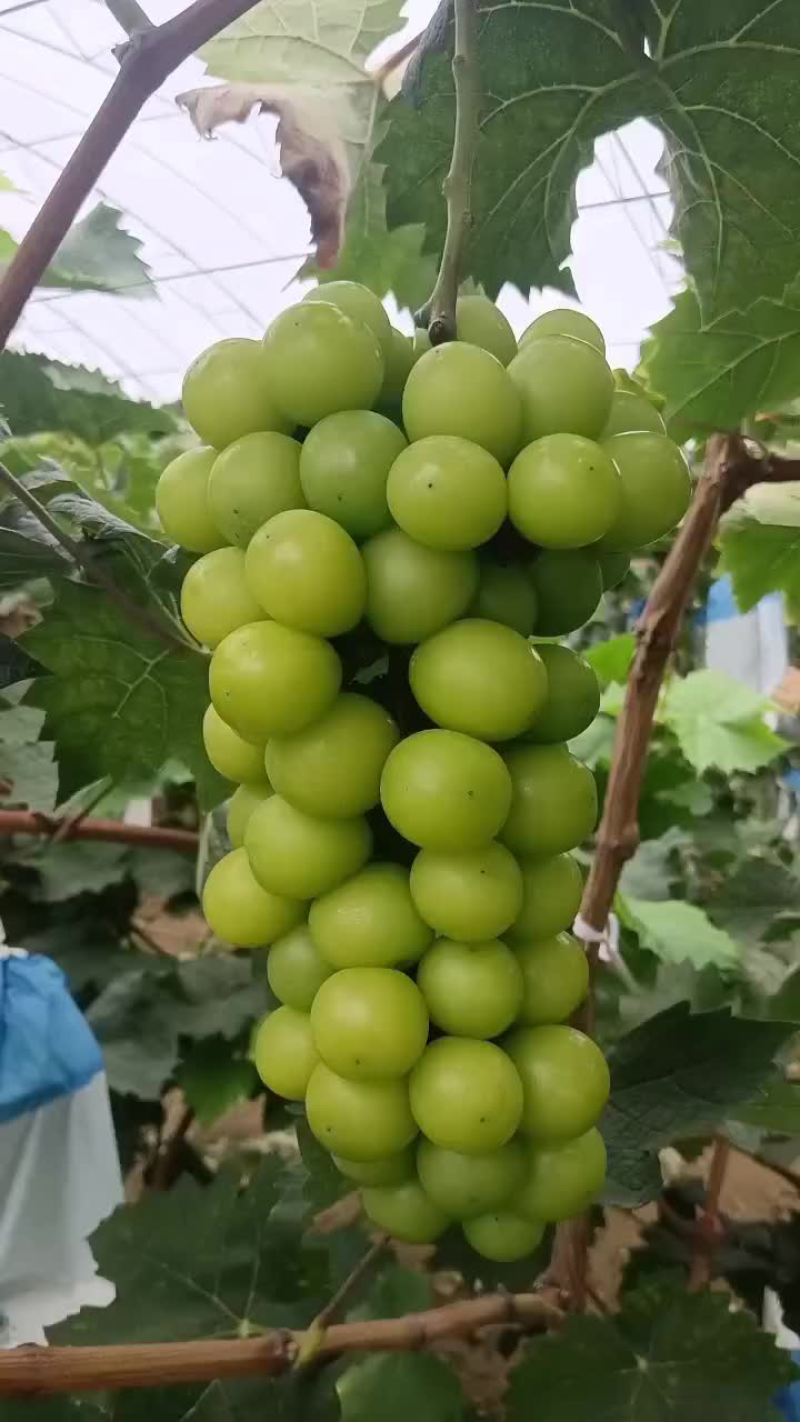 辽宁阳光玫瑰葡萄