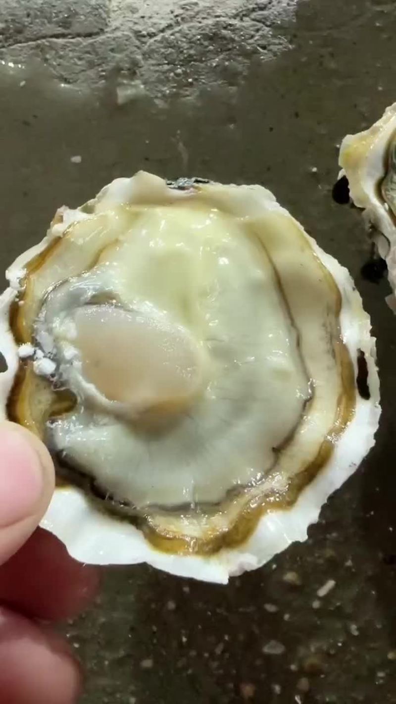 生蚝
