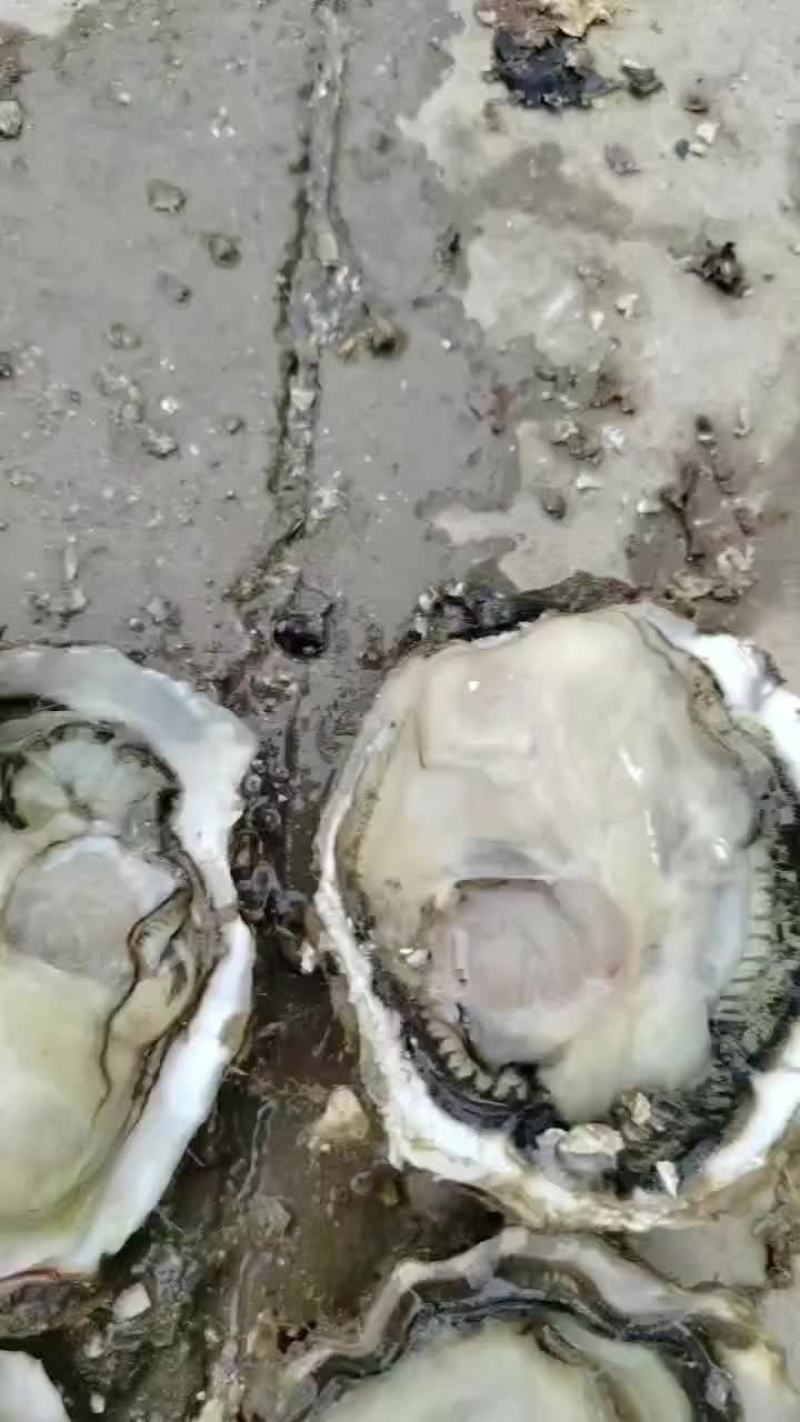 生蚝