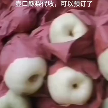 壶口酥梨