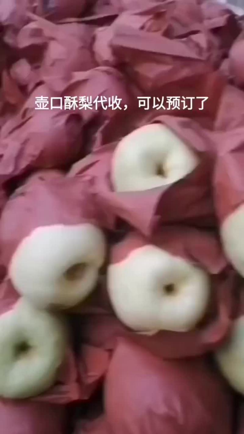 壶口酥梨
