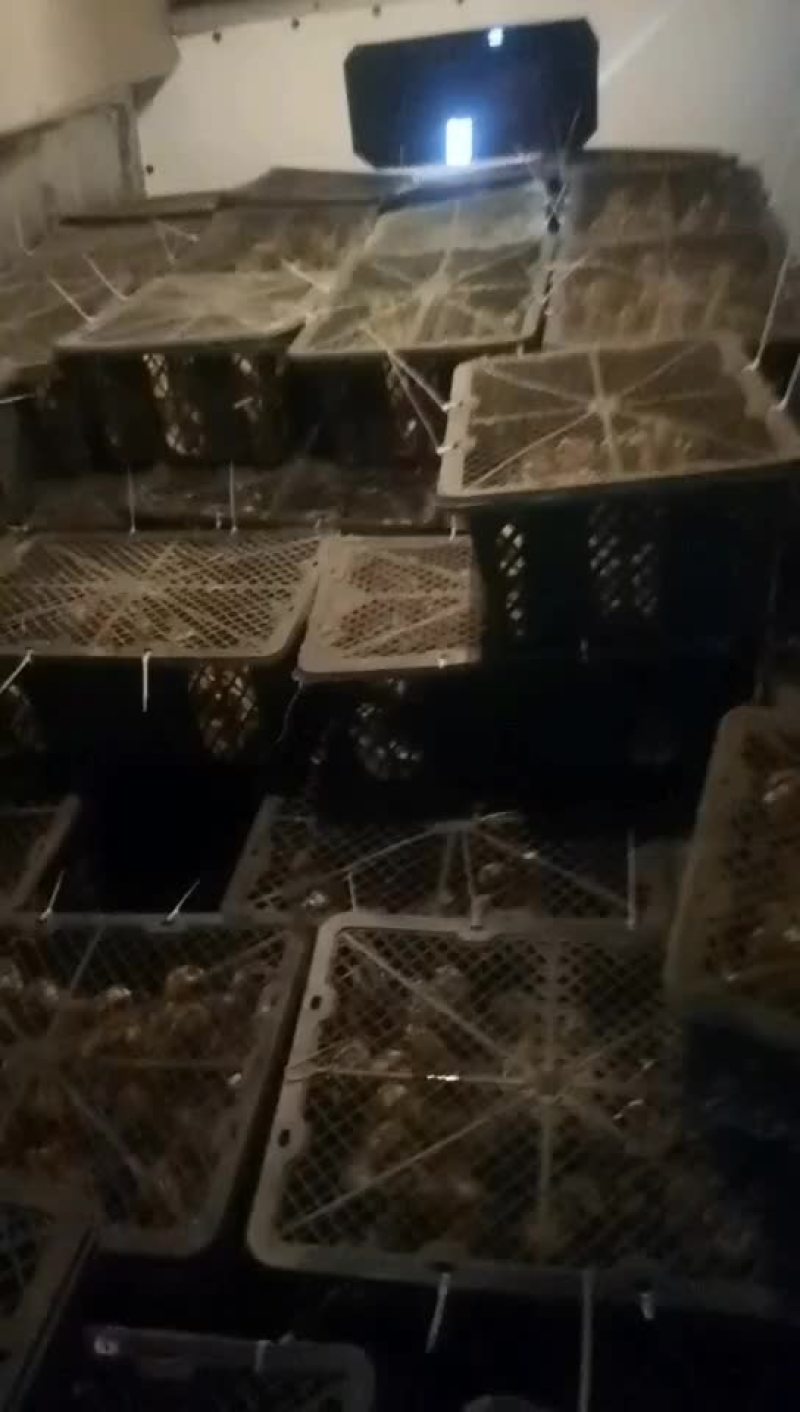特大种狮头鹅苗