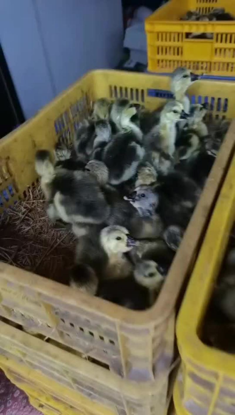 特大种狮头鹅苗