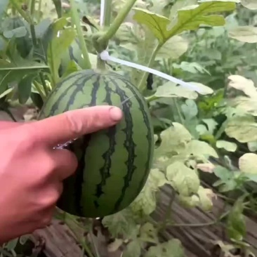 山东小西瓜