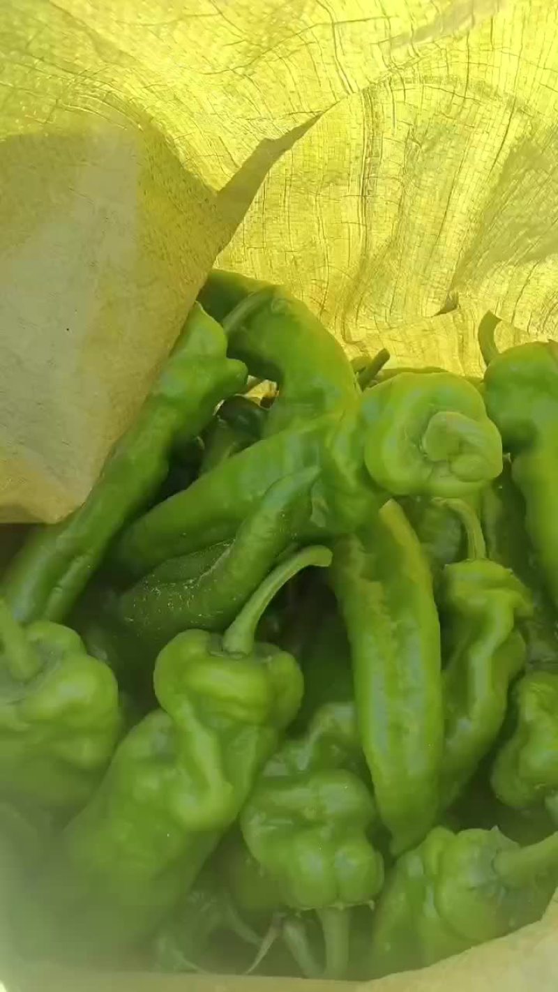 夏邑大椒螺丝椒线椒