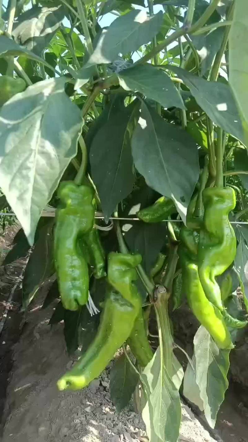 夏邑大椒螺丝椒线椒