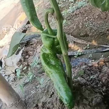 夏邑大椒螺丝椒线椒
