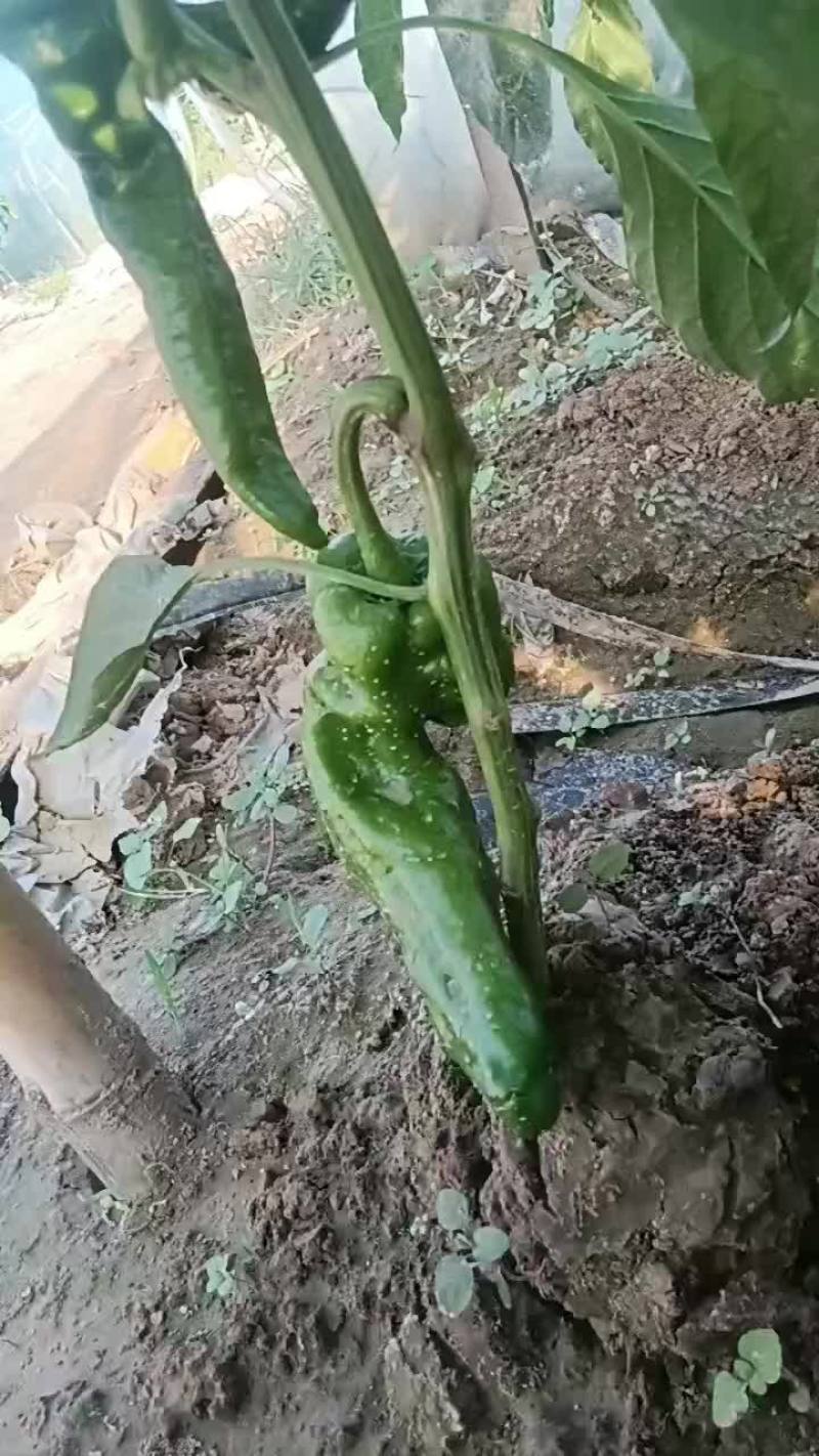夏邑大椒螺丝椒线椒