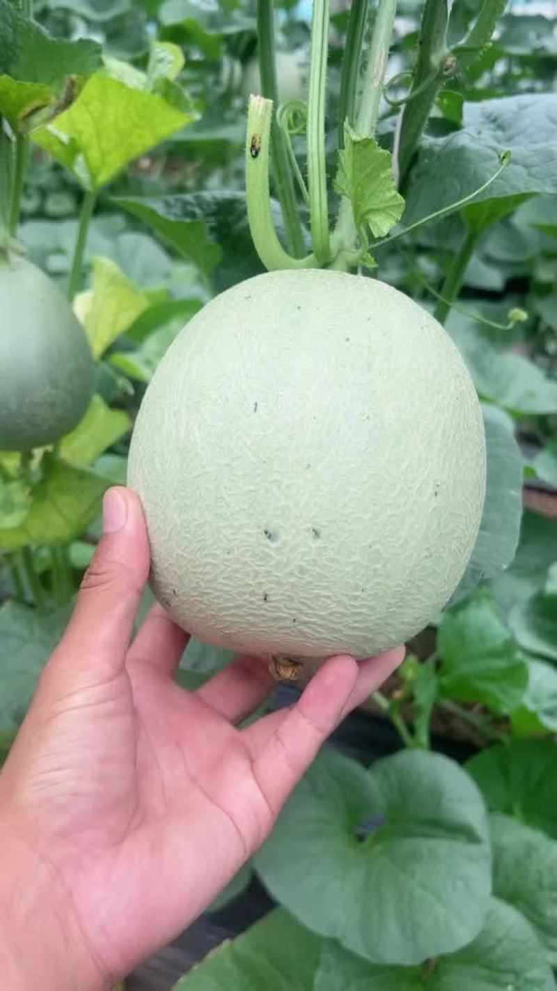网纹瓜，鲁后甜，玫珑蜜瓜