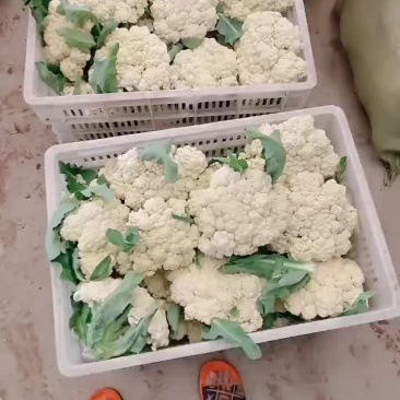 有机青梗菜花棚菜
