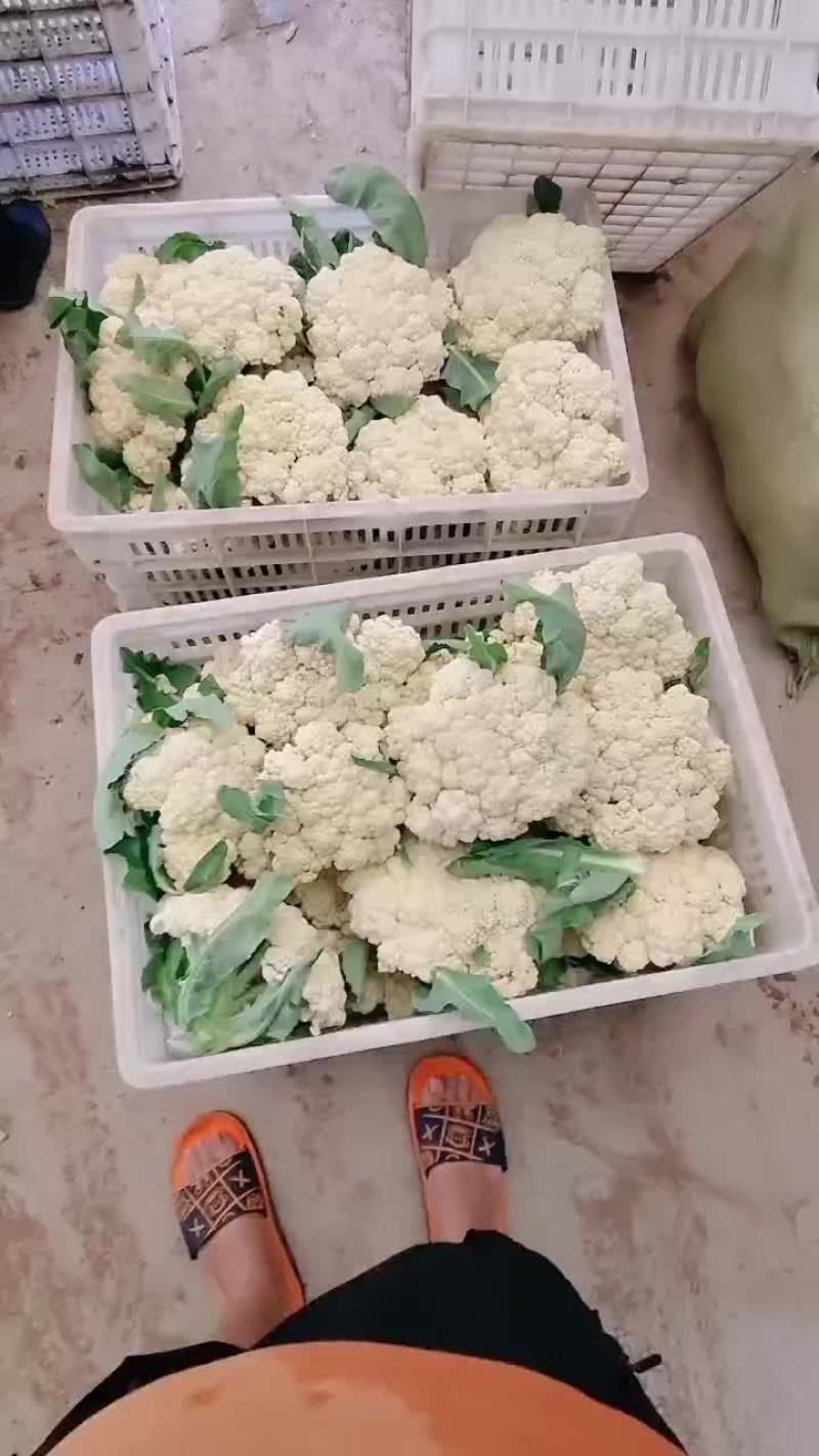 有机青梗菜花棚菜