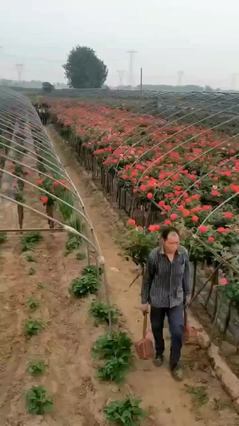 独杆月季米荆3厘米~6厘米